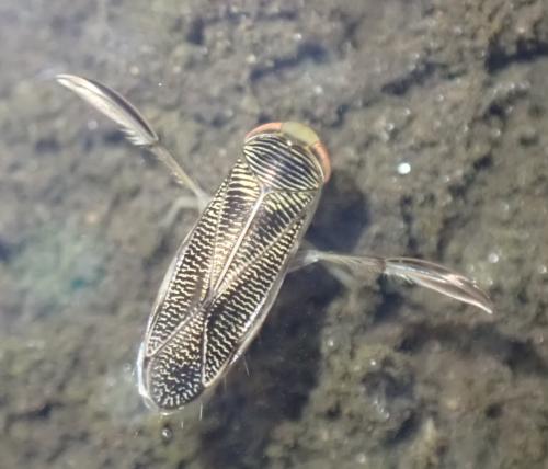 Sigara sp.
